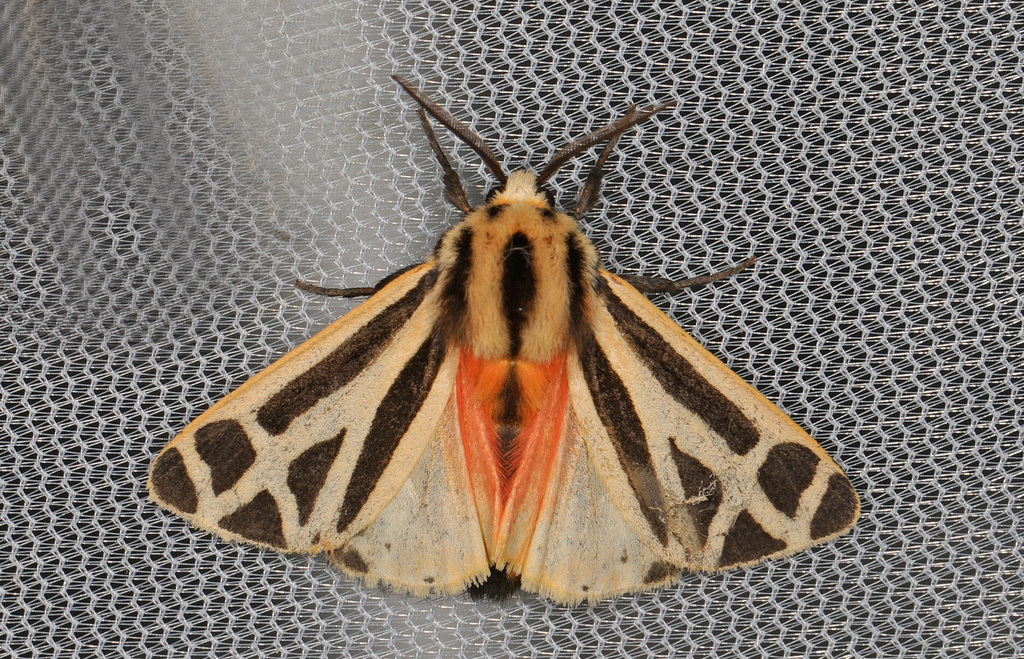 Harnessed Tiger Moth