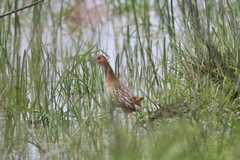 Amaurornis marginalis