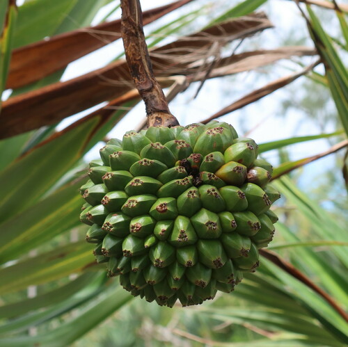 Pandanus utilis
