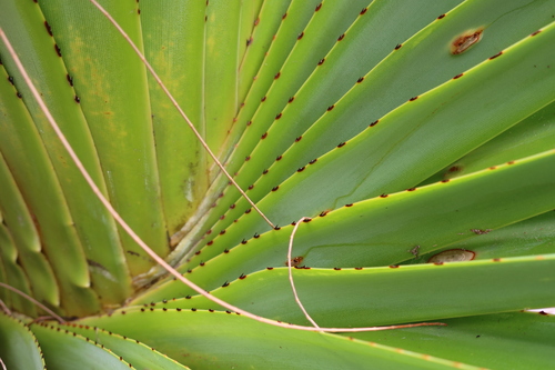 Pandanus utilis