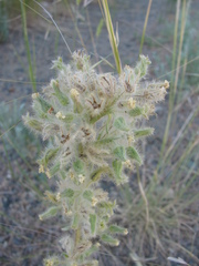 Cryptantha clandestina