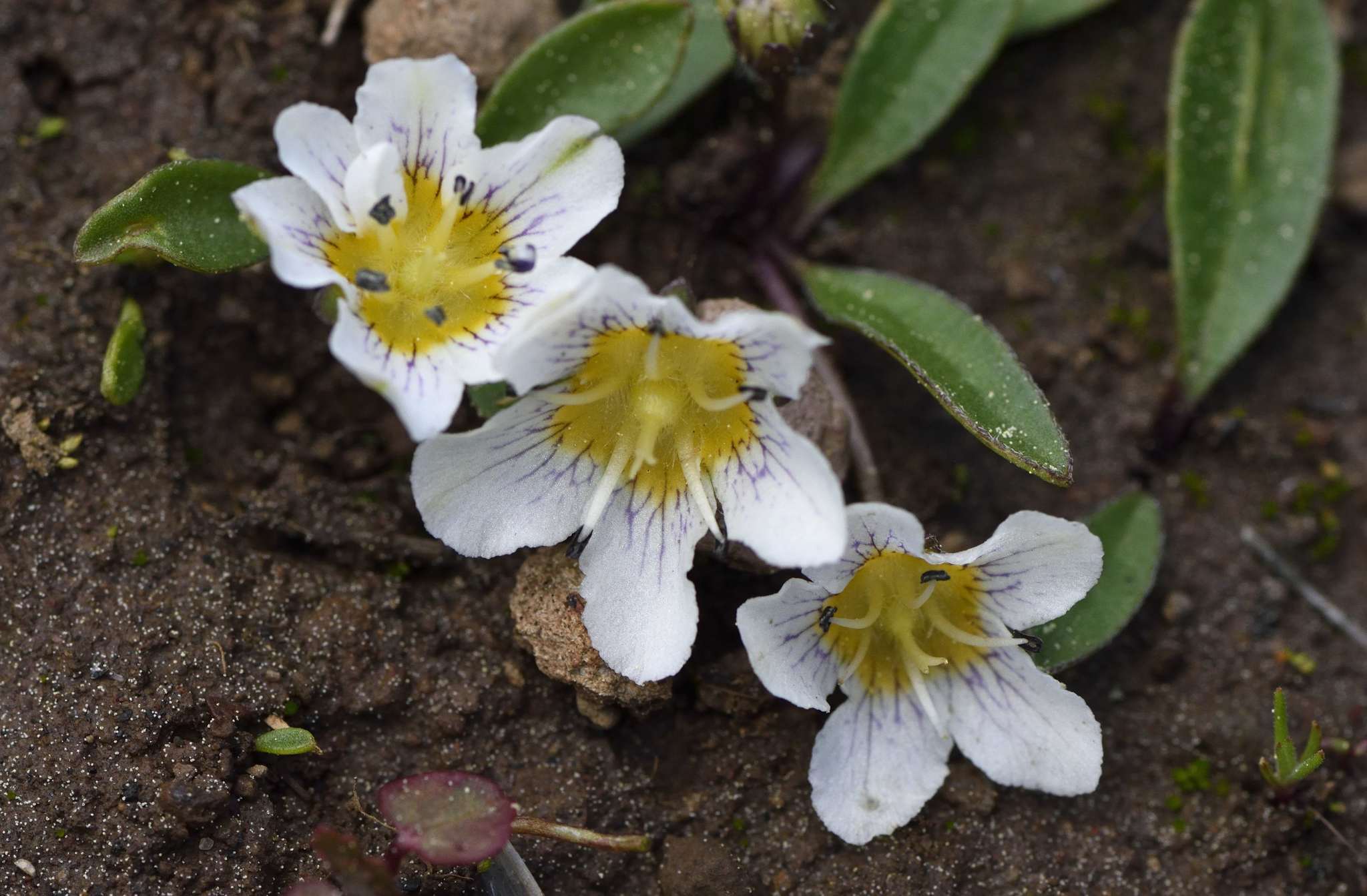 Hesperochiron pumilus