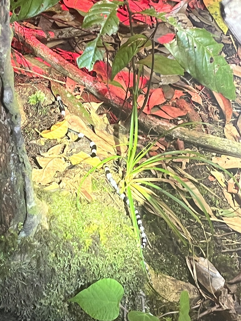 Banded Wolf Snake