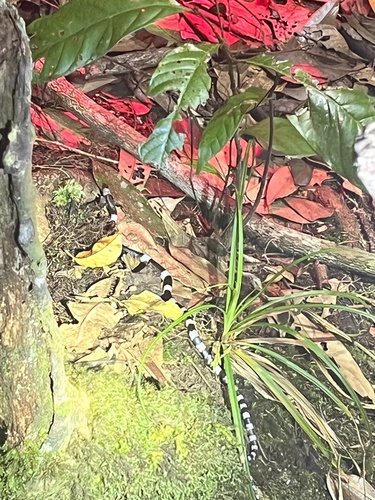 Banded Wolf Snake