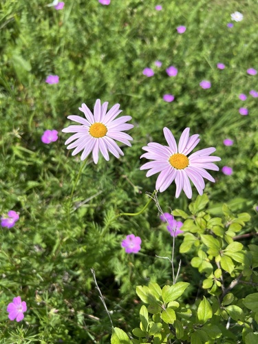 Pyrethrum