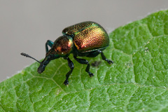Byctiscus populi
