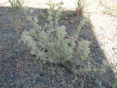 Cryptantha clandestina