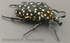 Protaetia niveoguttata