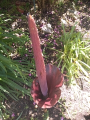 Amorphophallus konjac