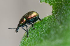 Byctiscus populi
