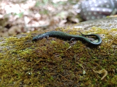 Plethodon hoffmani
