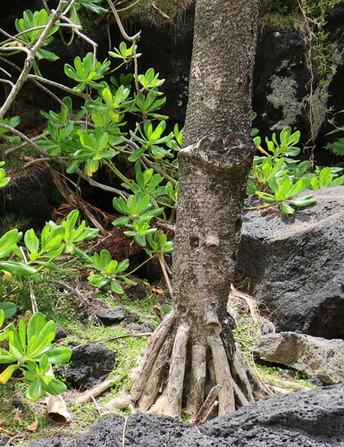 Pandanus utilis