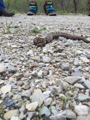 Sistrurus miliarius streckeri