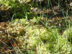 Sphagnum torreyanum