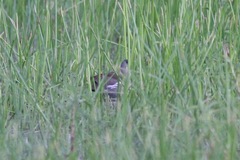 Paragallinula angulata