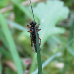 Bibio xanthopus