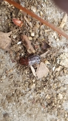 Blatta orientalis