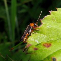 Cantharis flavilabris
