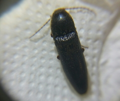 Melanotus