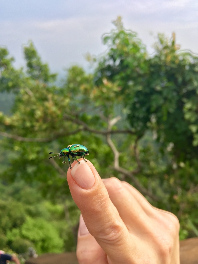 Platycorynus dohrni