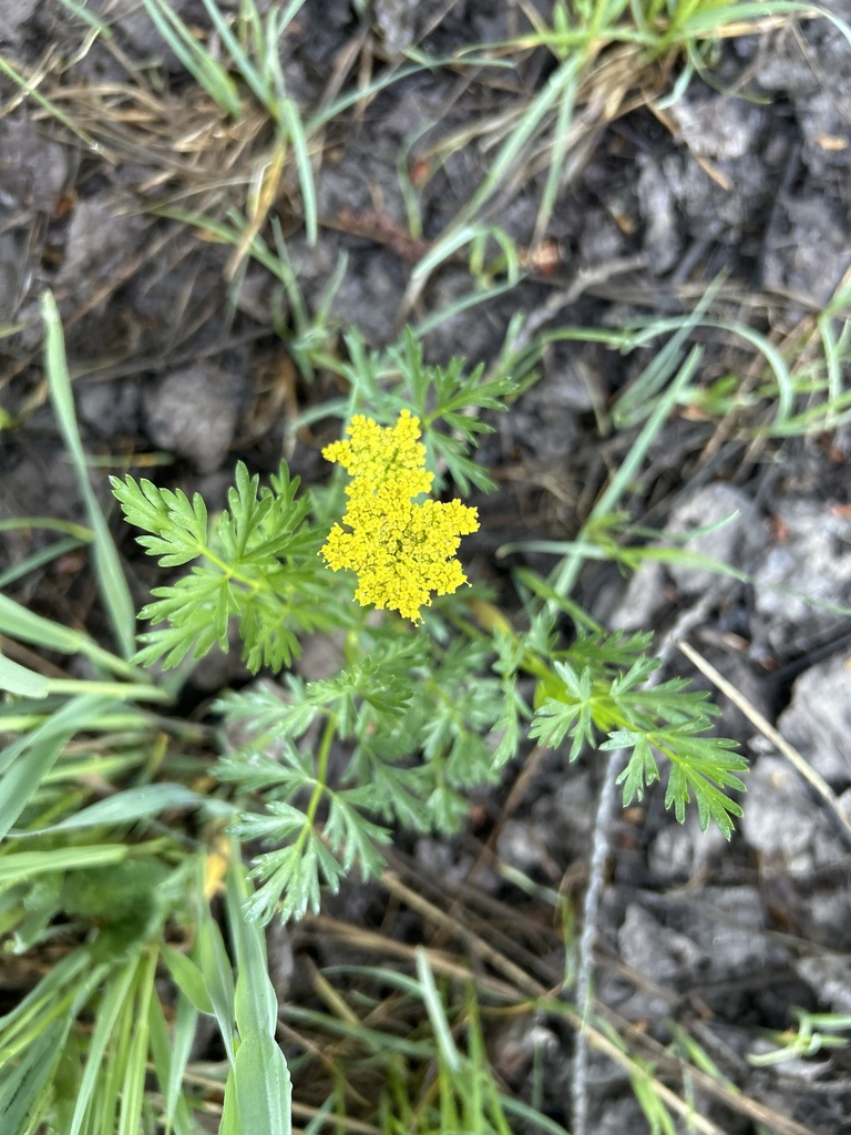 Alpine False Springparsley From Grand Mesa Uncompahgre And Gunnison   Large 