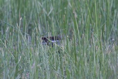 Paragallinula angulata