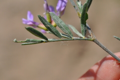 Astragalus arenarius