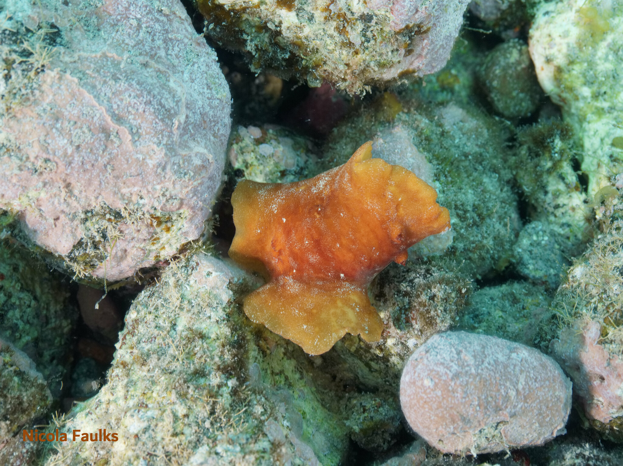 Platydoris argo