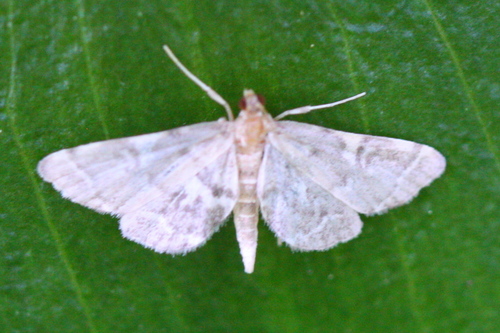 Anageshna primordialis