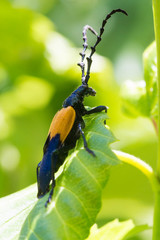 Desmocerus palliatus