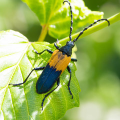 Desmocerus palliatus