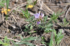Astragalus arenarius