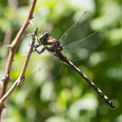 Cordulegaster obliqua