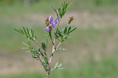 Astragalus arenarius
