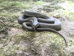 Queen Snake photo 5