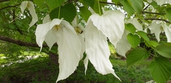 Davidia involucrata