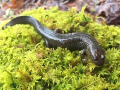Desmognathus kanawha
