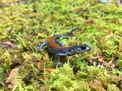 Plethodon yonahlossee