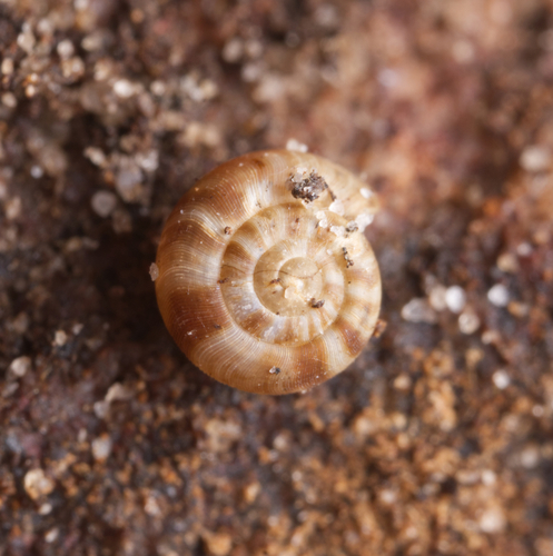 Diemenoropa kingstonensis observed 2024-06-09