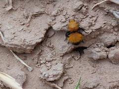 Dasymutilla arenivaga