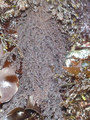 Callithamnion pikeanum