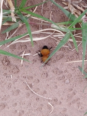 Dasymutilla arenivaga
