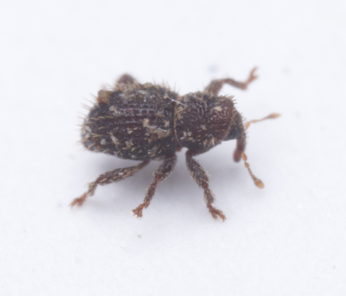 Microcryptorhynchus, 2024-06-09