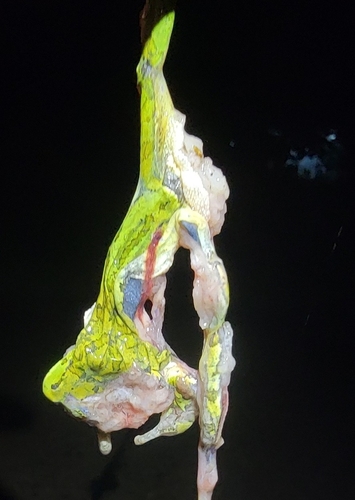 Japanese Tree Frog