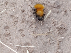 Dasymutilla arenivaga