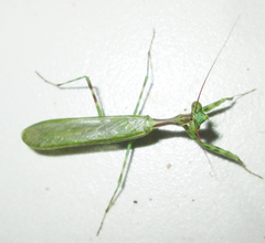 Miomantis binotata