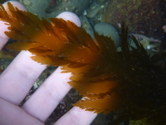 Desmarestia ligulata