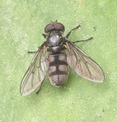 Portevinia maculata