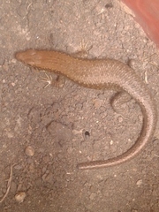 Trachylepis maculilabris