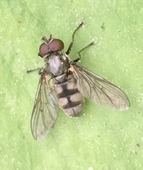 Portevinia maculata